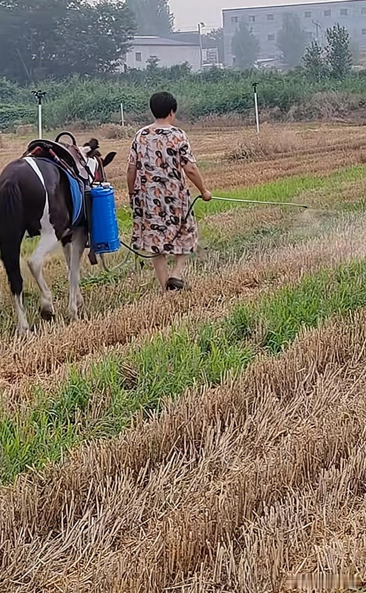大妈打农药[呲牙笑]