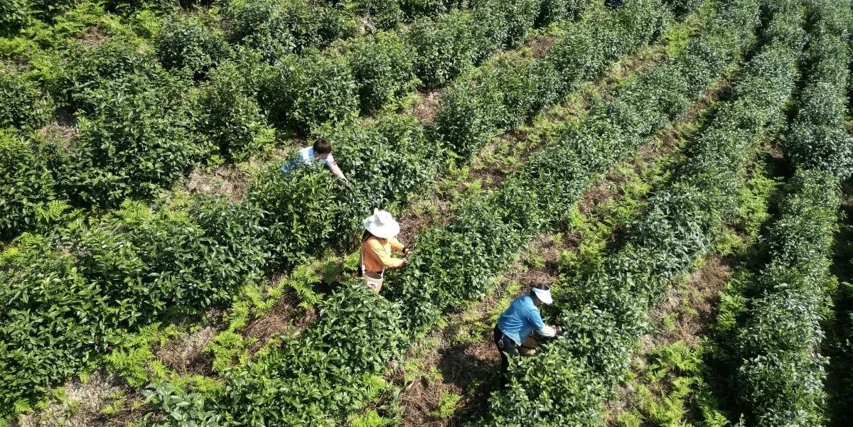 马筱梅妈妈这段时间可忙了！她在山上忙着采茶，小杨阿姨说，她忙起来几天能没下山！马