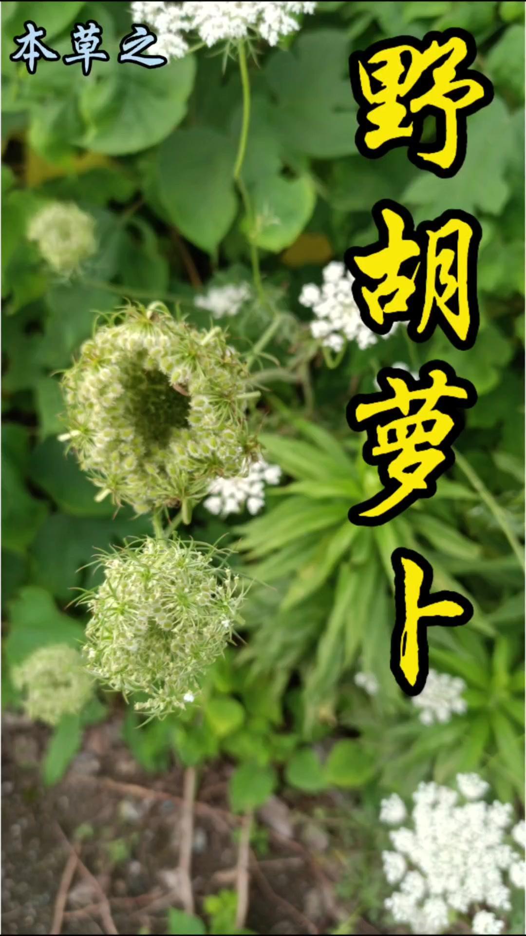 🌿路边这种开白花、长“鸟巢”的植物叫野胡萝卜，是伞形科胡萝卜属二年生草本，也叫
