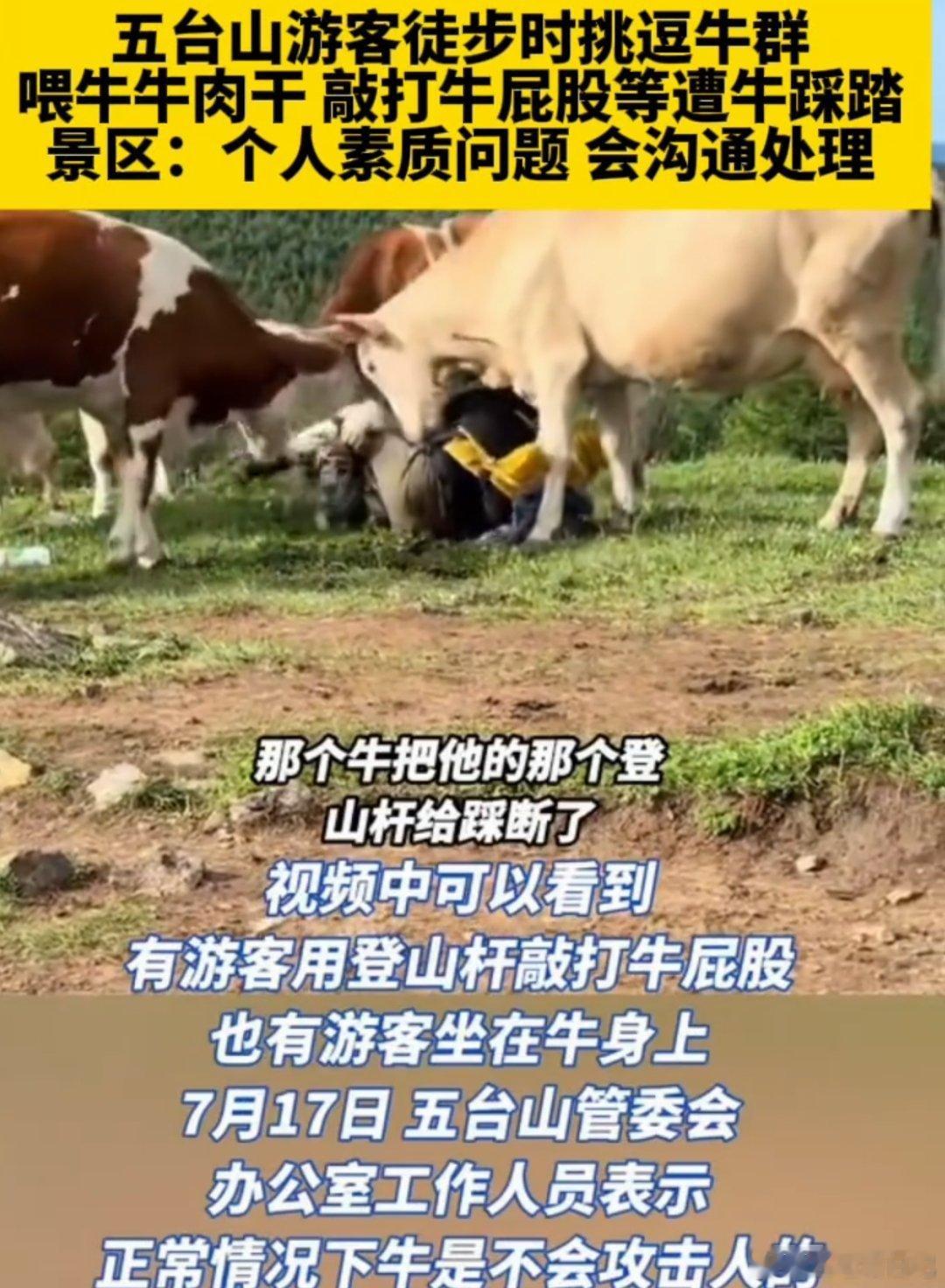 五台山游客挑逗牛群被群殴，喂牛吃牛肉干，敲打牛屁股，被牛群踩踏，报道出来都帮着牛
