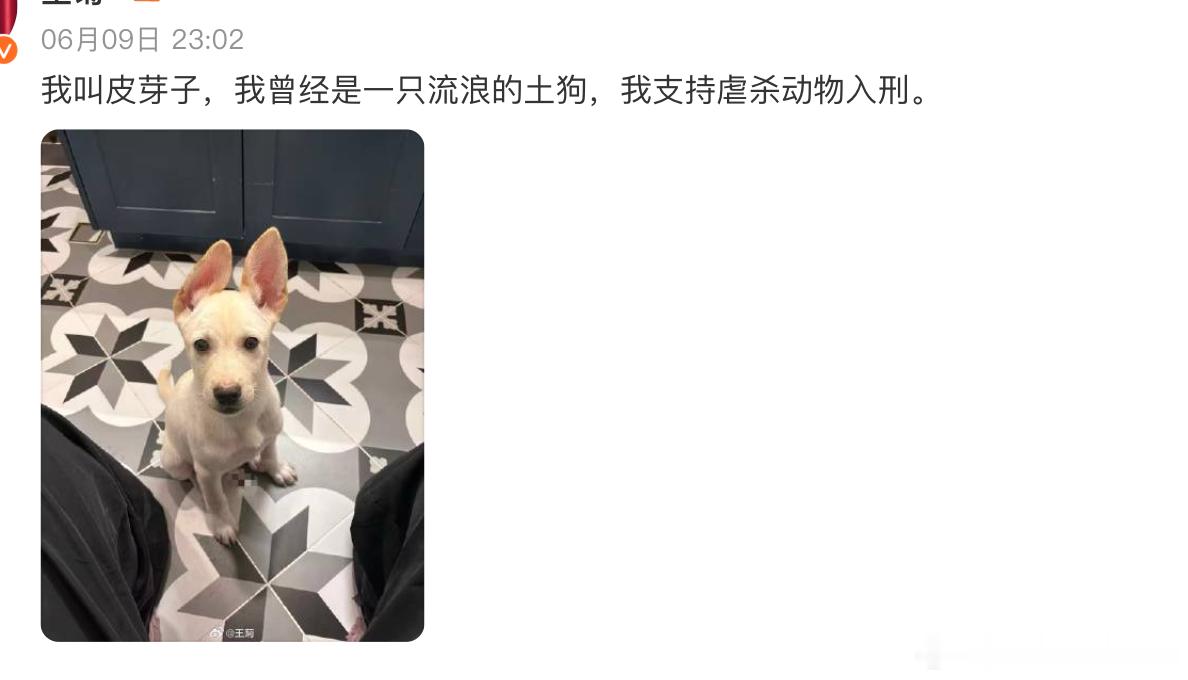 王菊为被虐杀的小动物发声同样支持遛狗不处理犬粪犬尿的歌手、演员及其助理人员入刑