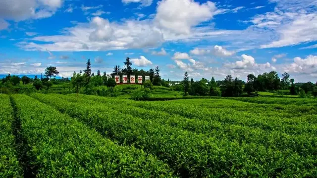 蒙顶仙茗, 千年贡茶