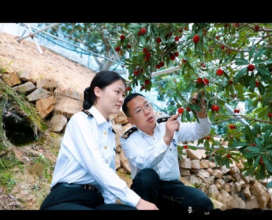 出口欧洲的杨梅有多严！每一颗都经过上百项检测！从果园到欧洲餐桌，全程都在海关