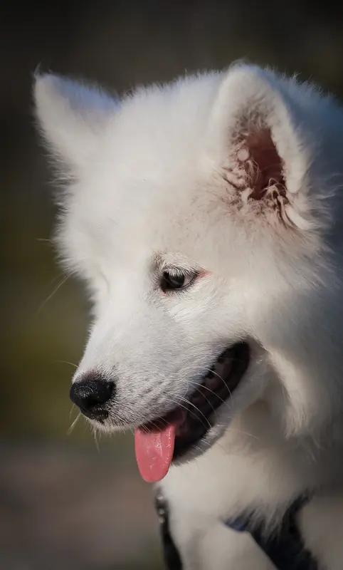 两男孩烟花烧死7岁萨摩耶，家长竟提赔1只狗了事！后续反转太扎心家人们，这事