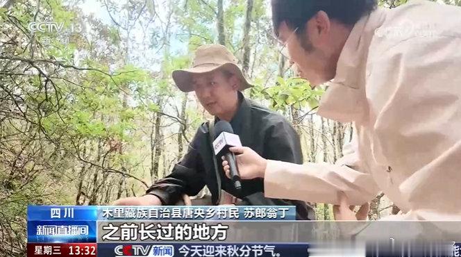 #宁波鄞州协作发展菌菇种植撑起村民共富伞#东西协作牵线，林海点绿成金。鄞州帮扶团队立足木里本土资源，