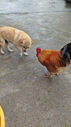 真是冤家路窄！网友家这俩活宝，一狗一鸡凑一起，场面直接笑到我肚子疼，彻底颠覆了我