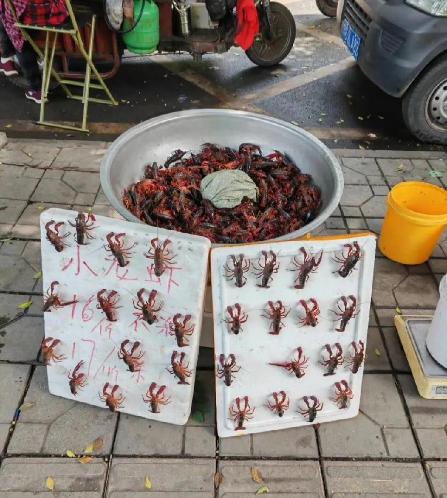 成都卖虾老板太会整活！龙虾“排队站军姿”笑翻路人路过菜市场差点笑喷！成都老