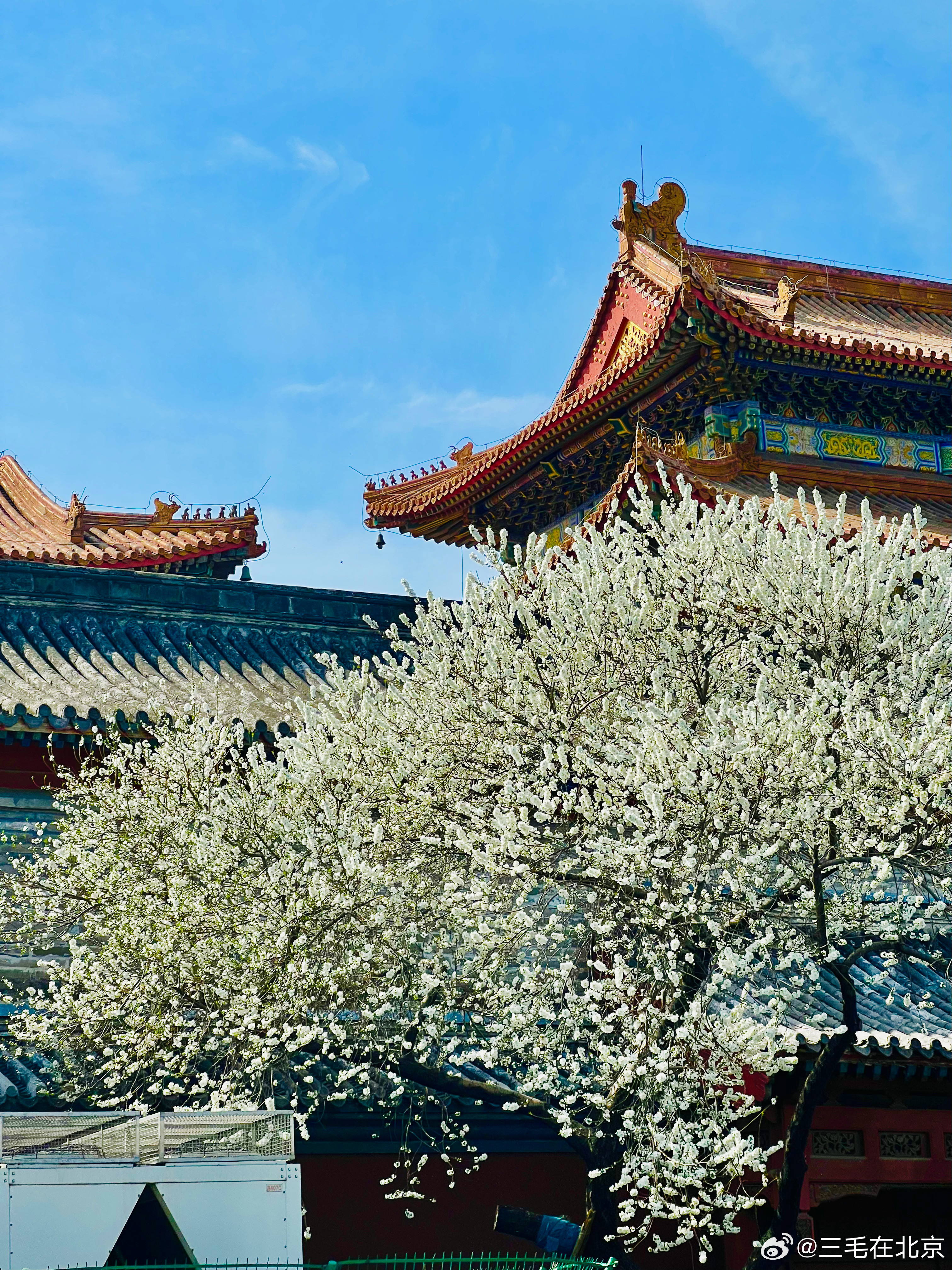 雍和宫外 白桃花开摄影