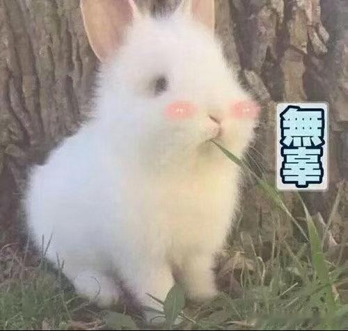 为什么荔枝干不普及很多人一辈子只吃鲜荔枝，从没试过荔枝干。干果市场内卷严重，老牌
