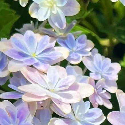 0000绣球花种植：1、土壤要求：绣球花喜欢酸性土壤，不耐瘠薄与盐碱。在碱性土壤