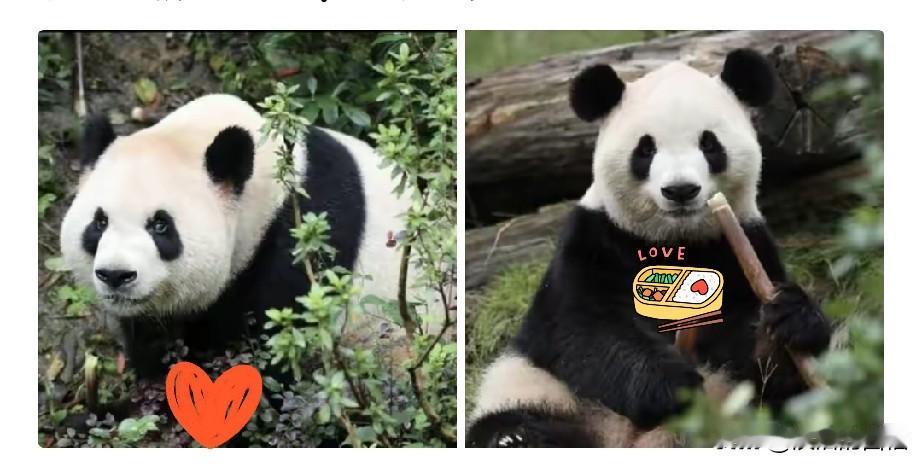 大熊猫落户美国后，美国将会得到这5样东西。说实话，这哪是送两只猫过去，简直