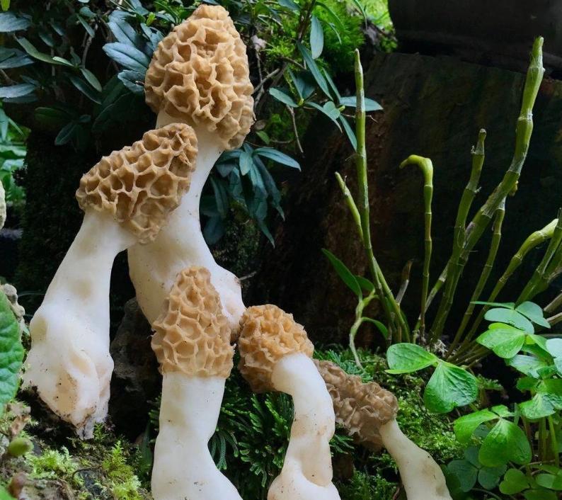 为什么羊肚菌卖得这么贵？几百上千块一斤，到底是物有所值，还是商家联手割韭菜？同样