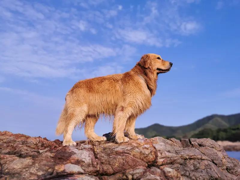 在《西游记》里，好多妖怪战败后会被收去当坐骑，像金毛犼被观音菩萨收了，九头狮子成