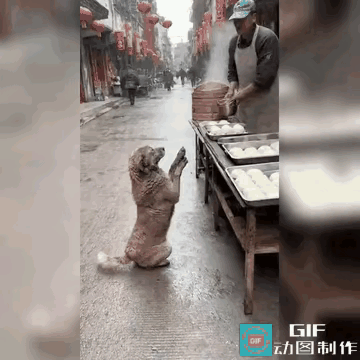 网友愤怒了:一只狗狗来到卖包子的摊位前，抬起前爪耷拉着耳朵，满眼祈求的看着老板，