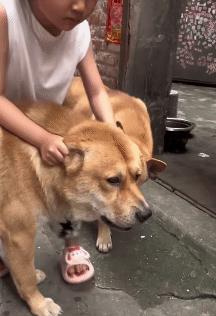 一放暑假，狗子就开始“崩溃”了，每天家里熊孩子不停地对它进行各种“骚扰”，让它敢