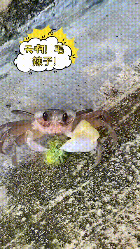 螃蟹绝对是那种，不挑食的物种，什么都能吃。