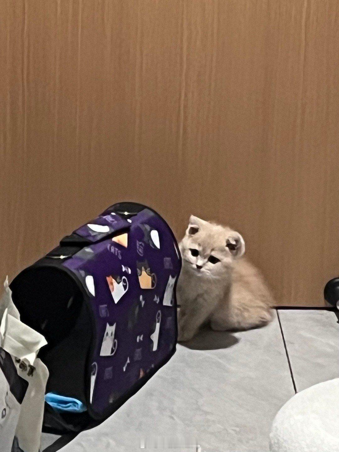 胆小鬼笨笨七七宝宝是世界上最棒滴小猫咪՞•･•՞🐾​​​