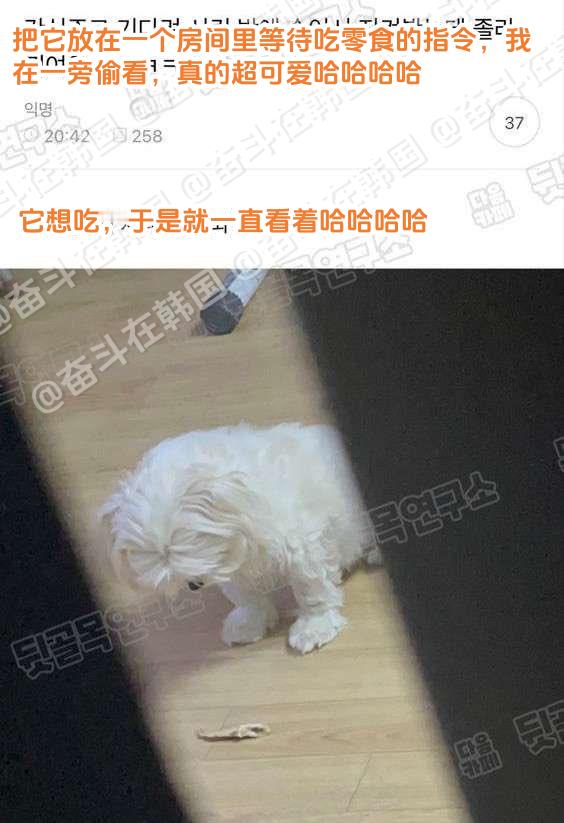 小狗等待吃零食指令时的样子，超可爱~海外新鲜事热点现场