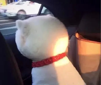 当萨摩耶被铲屎官拉去剪毛[捂脸哭][捂脸哭][捂脸哭]小萨：我还是觉得原来的造型更适合