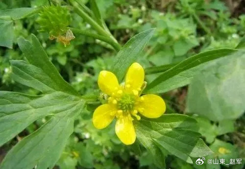 一味草药是散结能手，化掉各种结节、包块至道汇猫爪草【性味归经】性温，味甘、辛