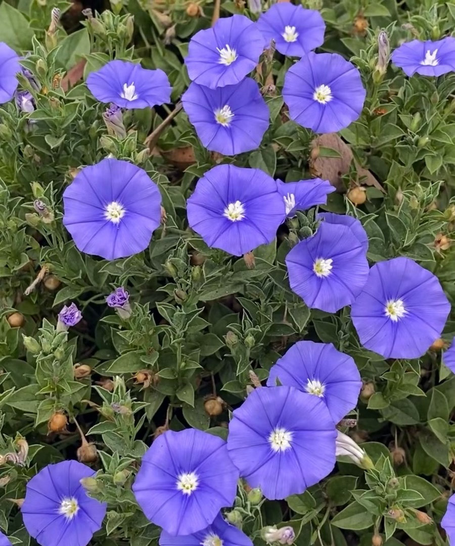 ‎种植蓝色岩旋花（学名：Convolvulussabatius），旋花科旋花