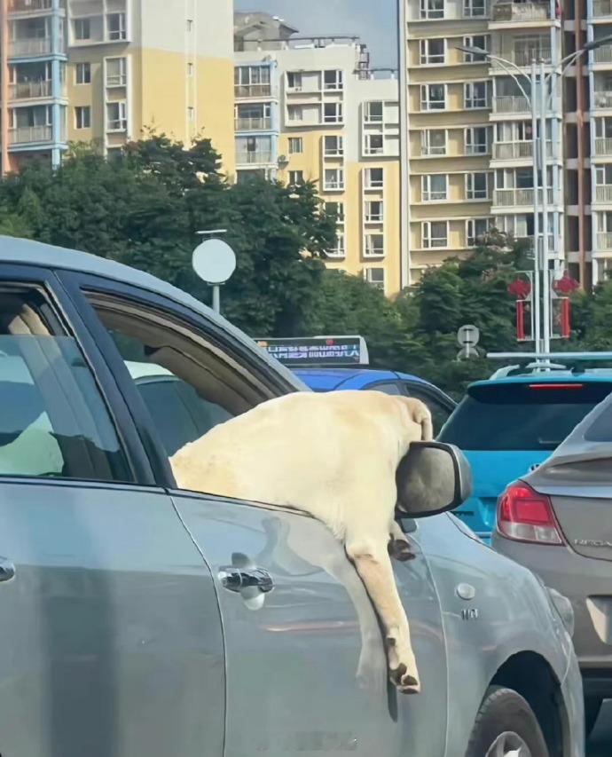 狗子也有堵车的烦恼