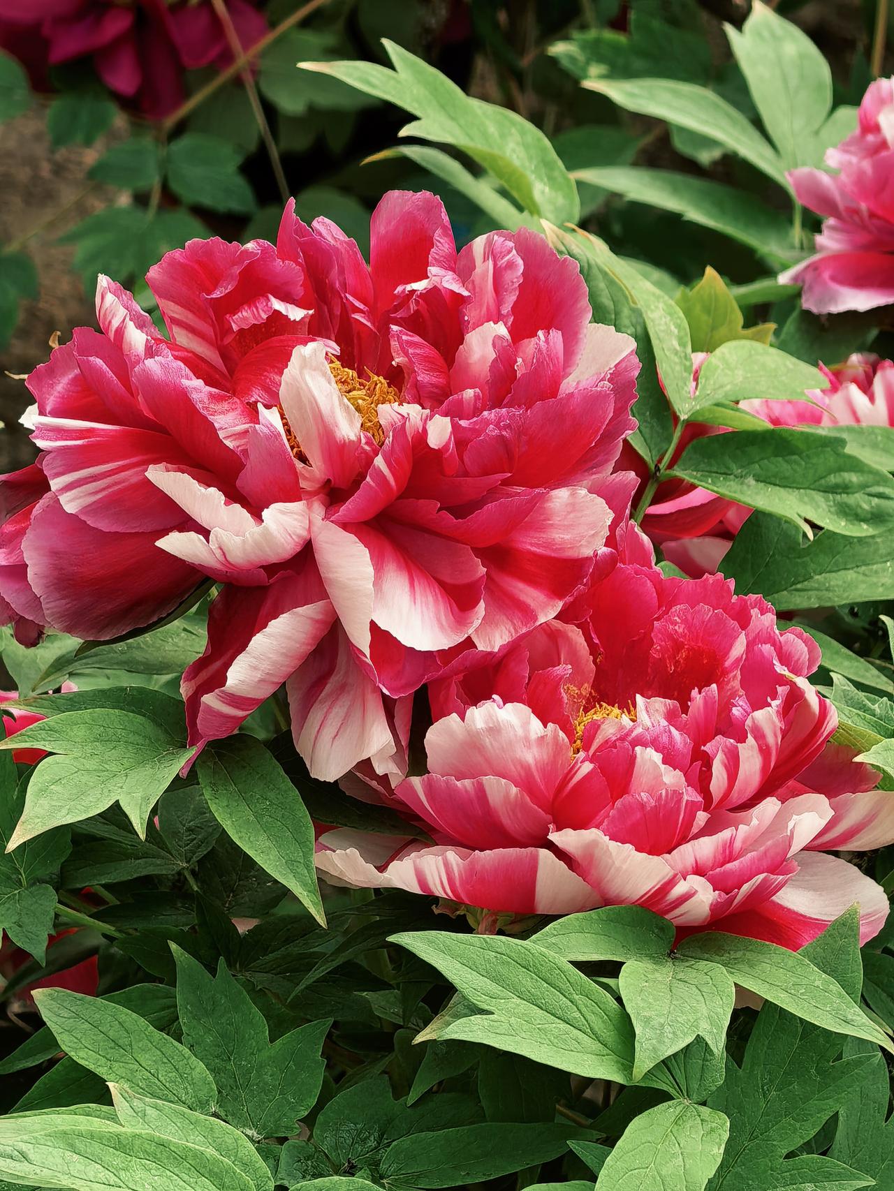 唯有牡丹真国色，花开时节动京城！雍容华贵，国色天香，牡丹花王，花开富贵！