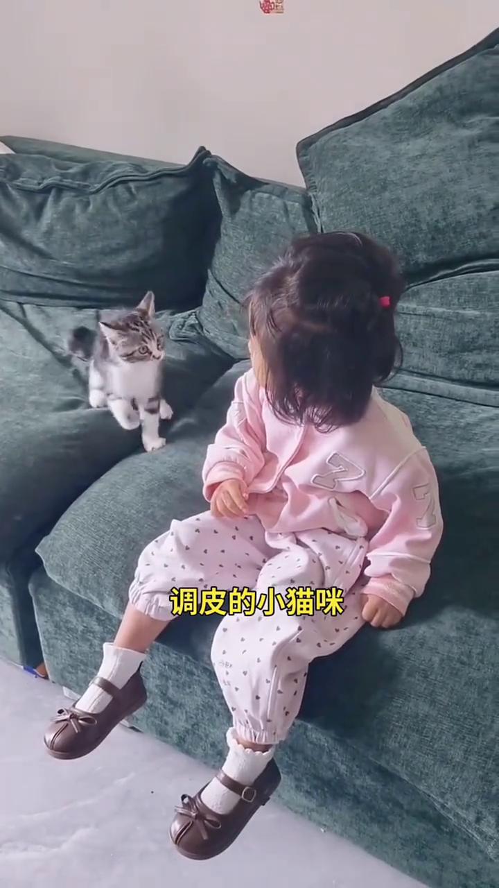 调皮的小猫咪。