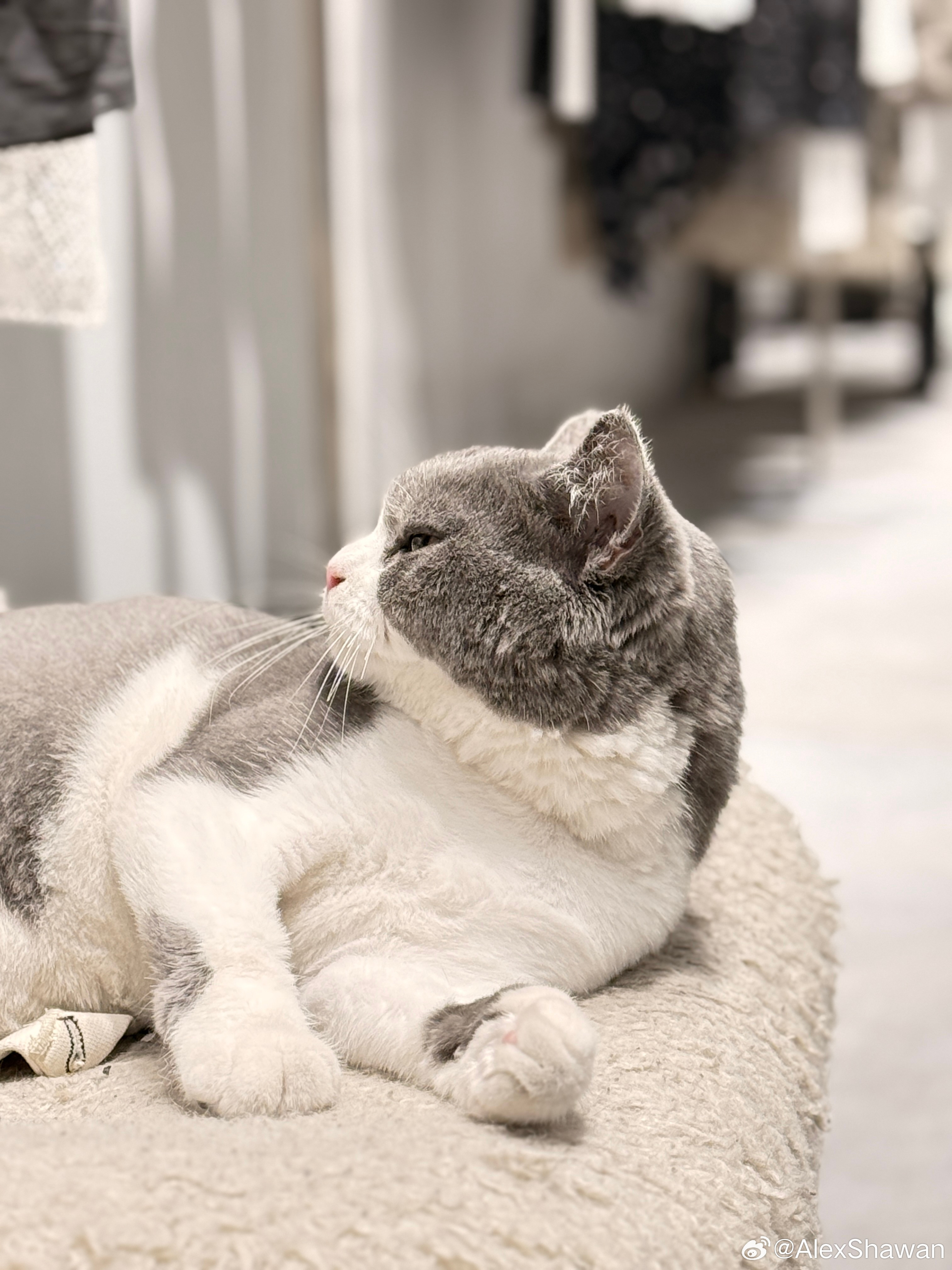 想变成猫🐱生活手记​​​