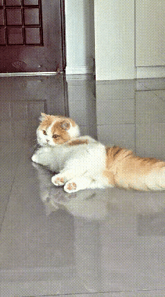 谁懂啊，现在的小猫简直聪明到超出想象，主人随口一句要拍照，它居然立刻就停下脚步。