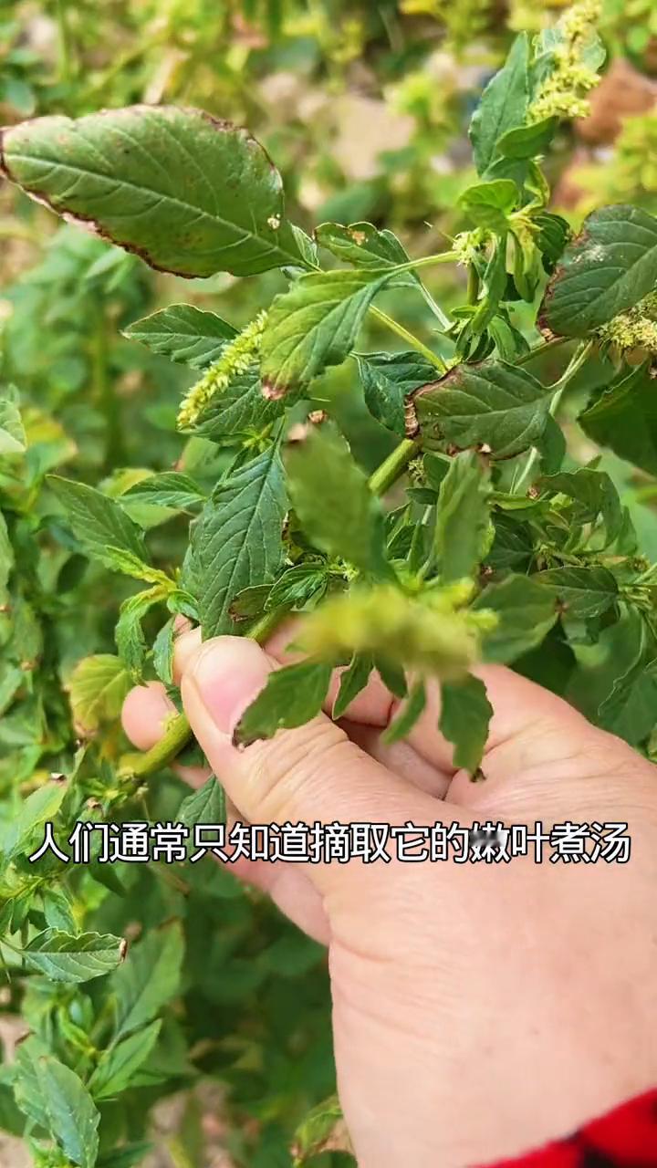 乐苋。眼前的这个植物就是刺苋，也叫勒苋。人们通常只知道摘取它的嫩叶煮汤，却把它