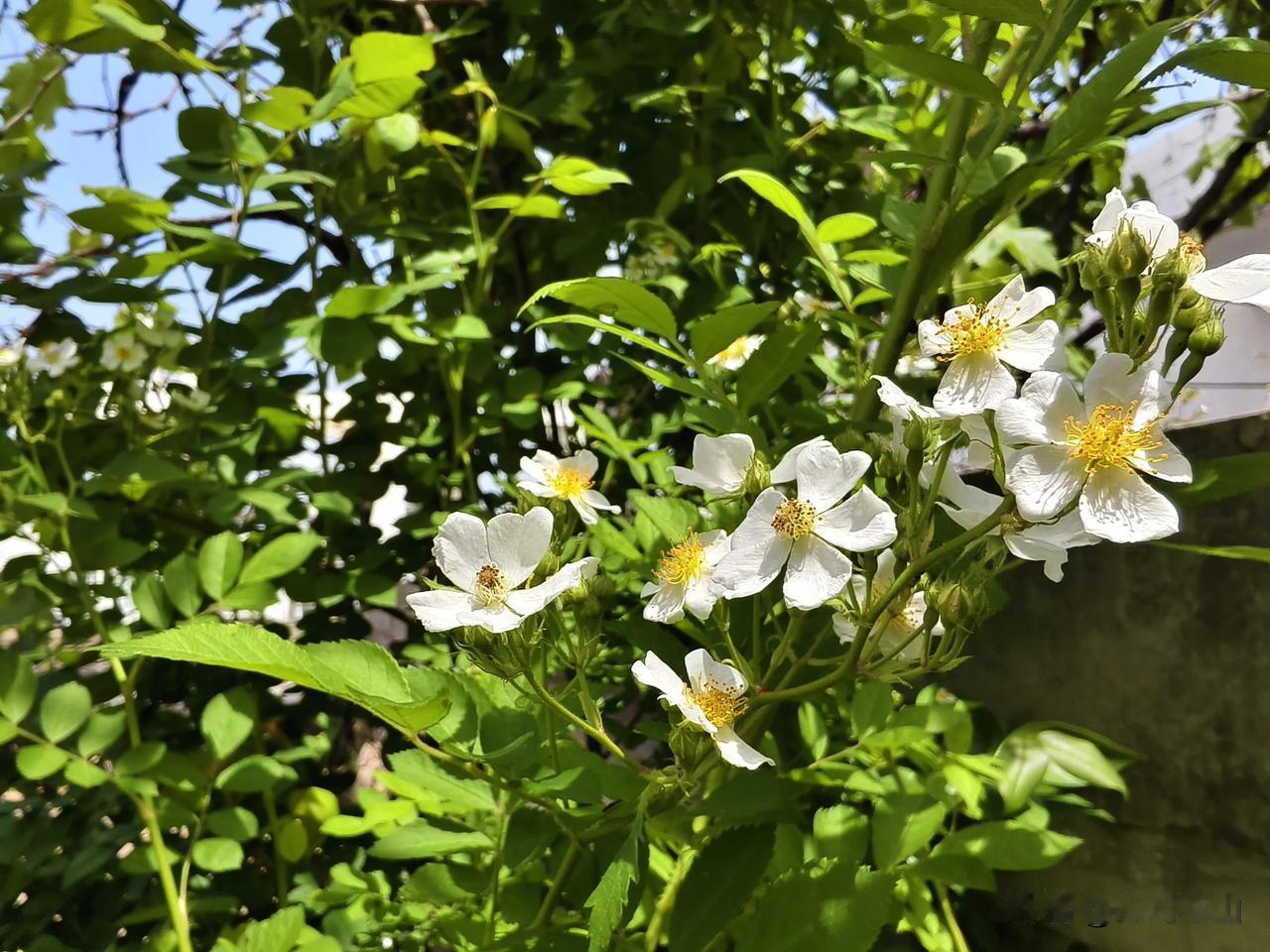今年遇到一件奇怪的事，没想明白。我种了九年的黄色月季，怎么突然就开除了白色野