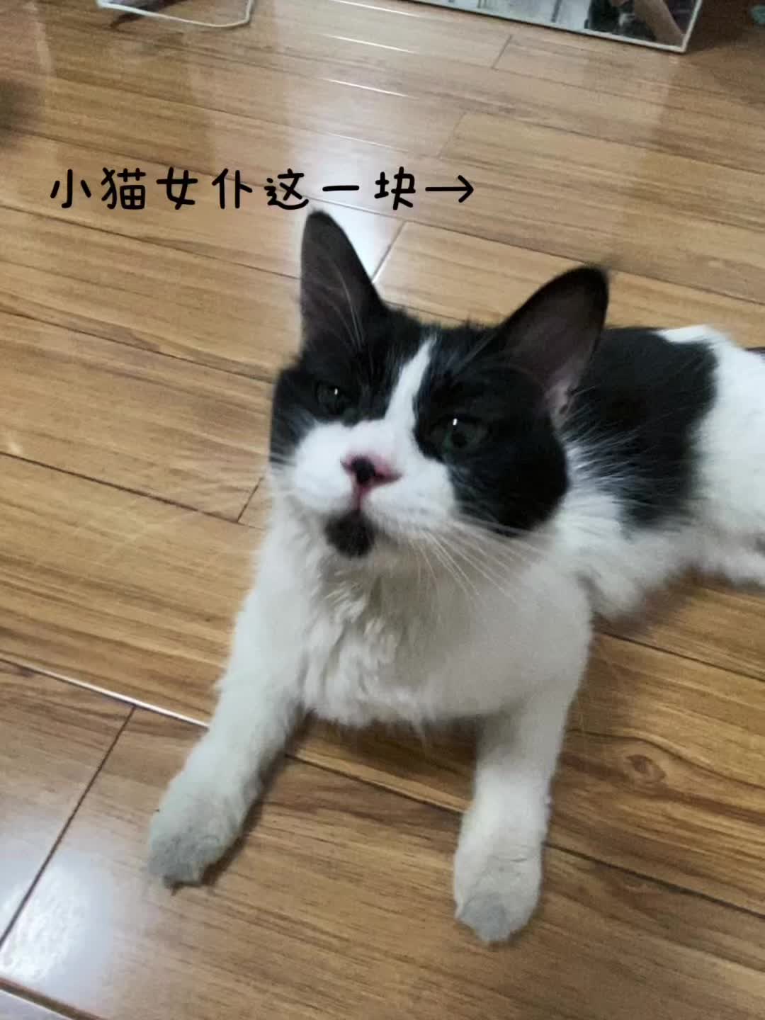 依旧小猫