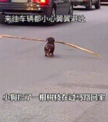泪目！流浪狗被拾荒奶奶收养，奶奶离世后，它用一生守护那份爱……
