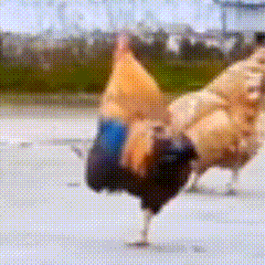 观鹤笔记改男主人设听说80粉狂舔这个饼