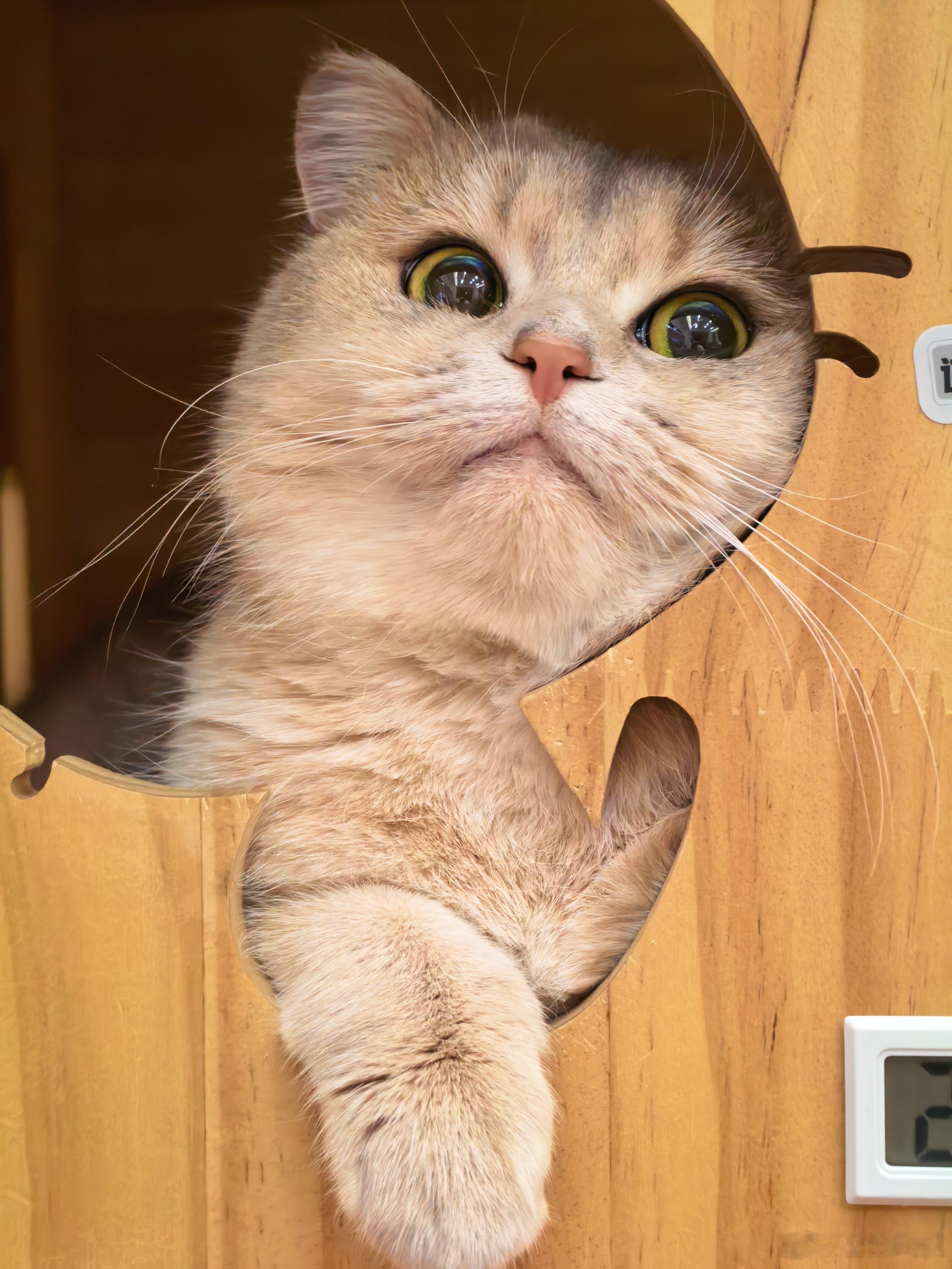 摸凹猫摸凸猫我们家的小可爱才不会那样呢！