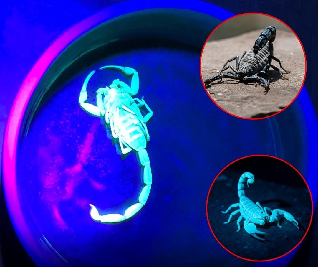 蝎子是地球上生命力最顽强的生物之一，它们的生存能力几乎令人难以置信。它们可以屏