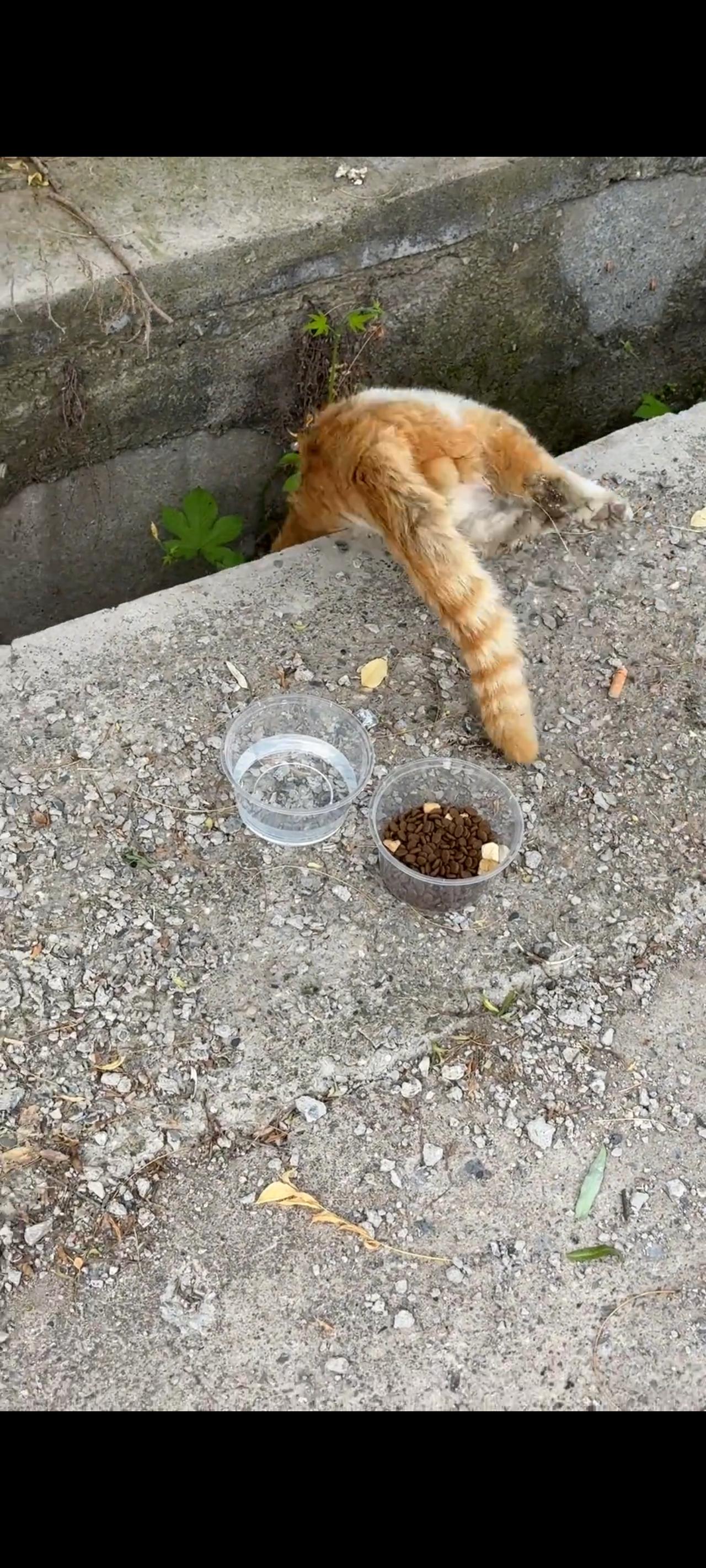 在生命最后一刻，这只被车辆撞伤的流浪猫想要以这样的方式结束自己的生命，因为此时的