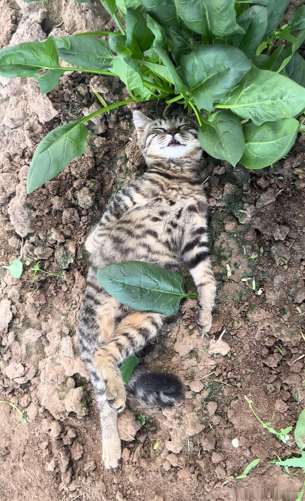 在中国，猫睡觉都是要盖肚脐眼的