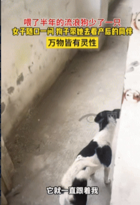 “万物皆有灵！”四川，女子经常喂养附近的2只流浪狗，某天再去投喂时，发现另外一只
