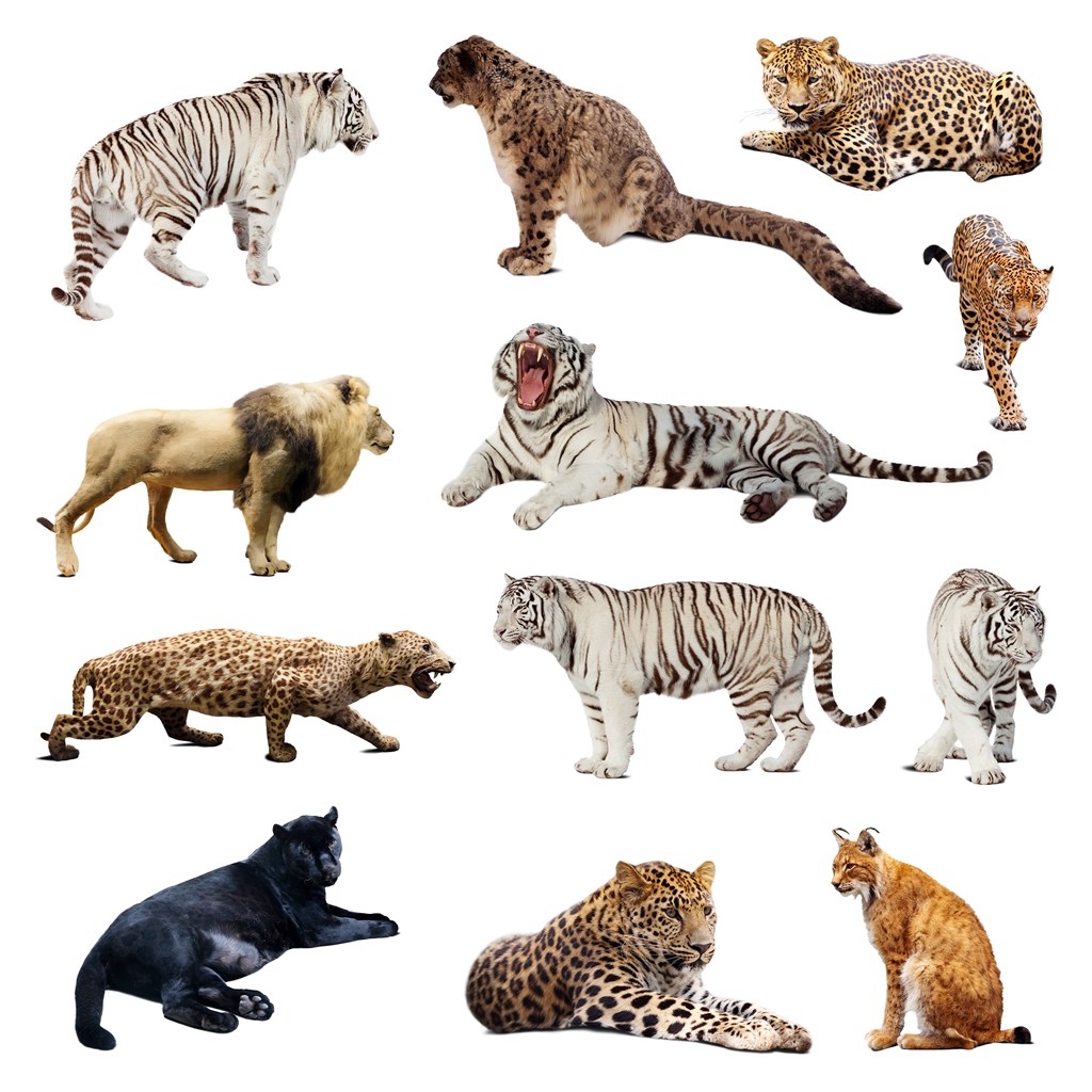 在我国境内分布着多种原生猫科动物，很多人只熟悉老虎豹子，却不清楚还有不少小型猫科物种，同样属于珍贵的