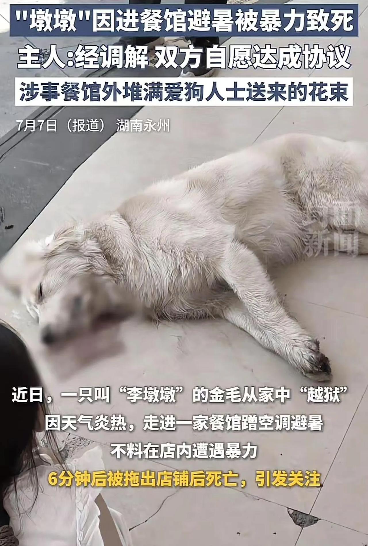 吵翻了！湖南永州，金毛跑到餐馆餐馆蹭空调，被店员殴打致死，引爱宠人士不满，在店门