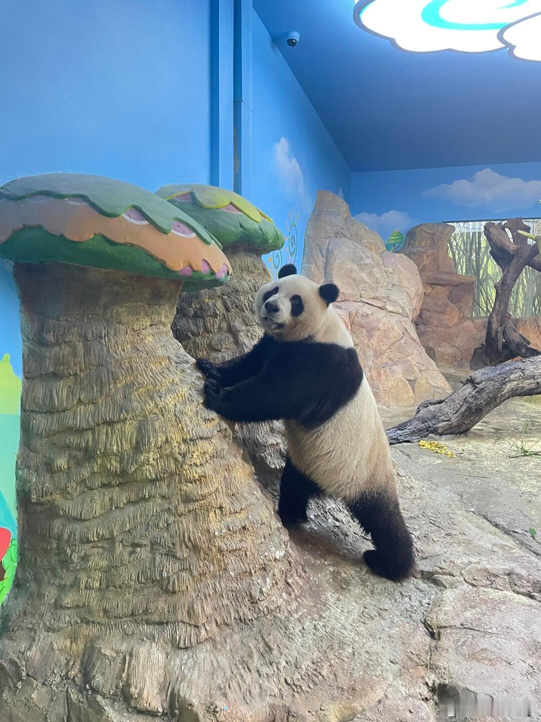 酷酷椰也太会摆pose了吧！椰子酷：拍了吗拍了吗？记录下我的大长腿……大熊猫酷酷