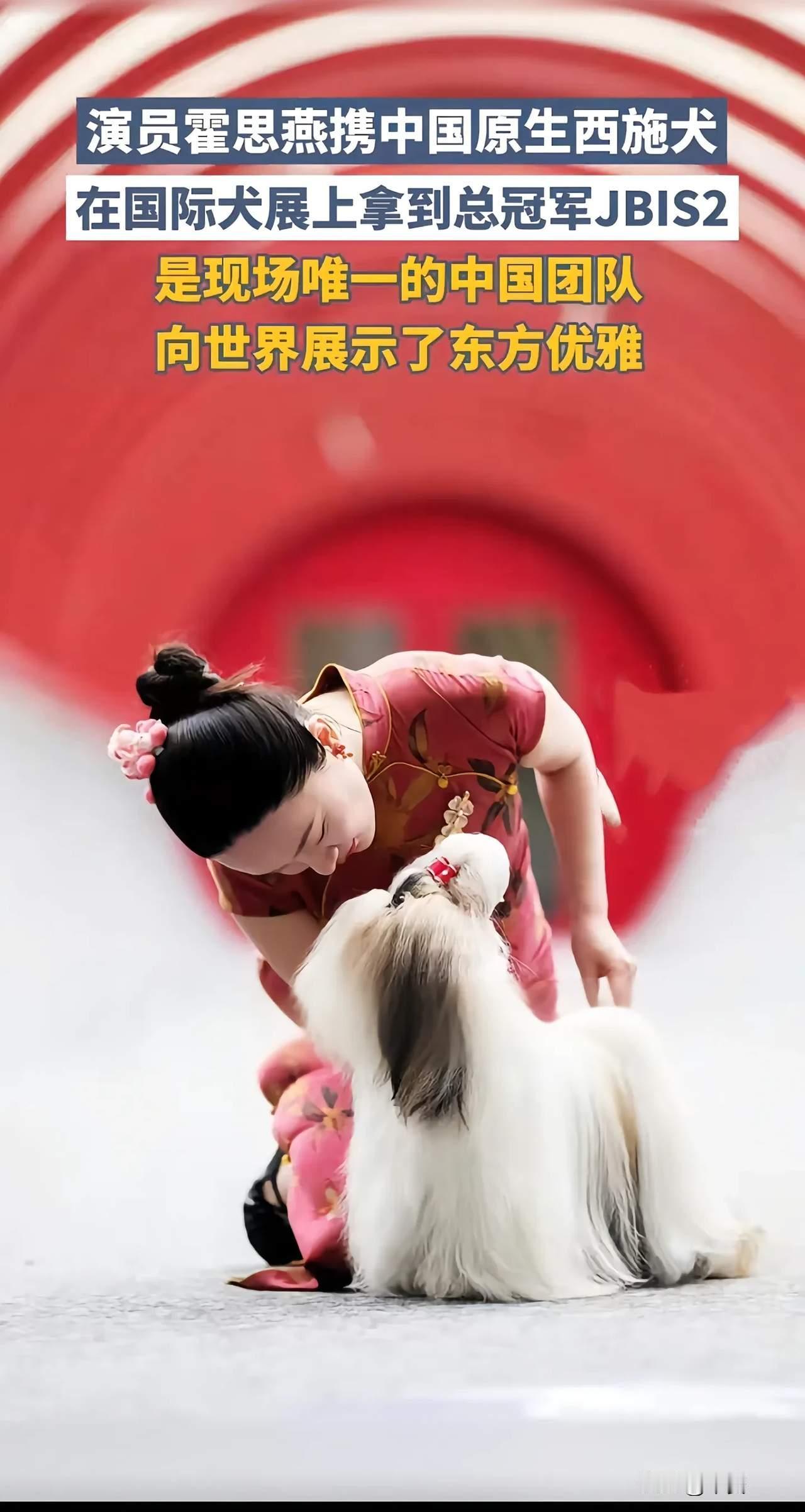 奇不奇怪？中国明星霍思燕夫妇的爱犬居然在国际赛事中一举夺冠。这事乍一看离奇，实