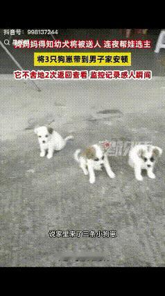 “解释不清了！”广东陈先生随口跟生崽的狗子说“太多了送人”，结果当晚狗子就带着幼