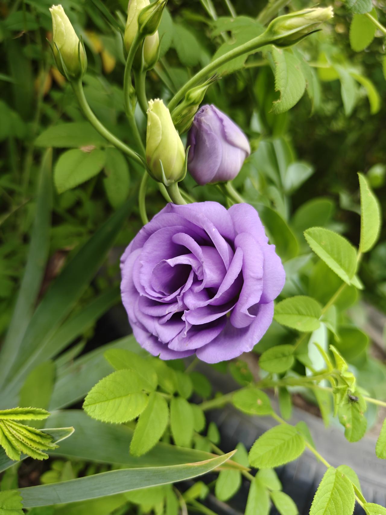 为啥只有南天门？在《西游记》等神话故事中，天庭作为最高的神仙天堂，多次在故事中