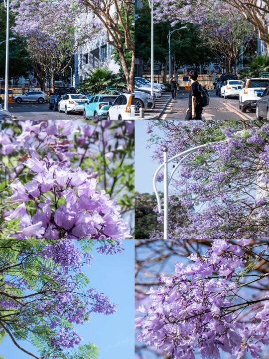 紫色浪漫暴击|厦门软二蓝花楹进入观赏期