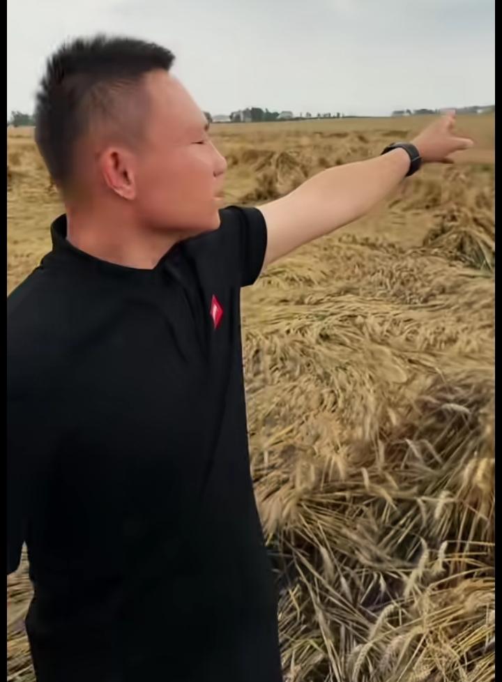 近千亩小麦，站立或倒伏在一条路的周围，青青的麦苗，正愤怒的生长在麦穗上，成为襄阳