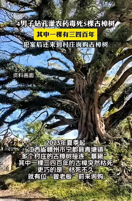 吃相太难看了！江西赣州多村百年古樟接连暴毙，刚枯死就有老板上门，9000块就拉走
