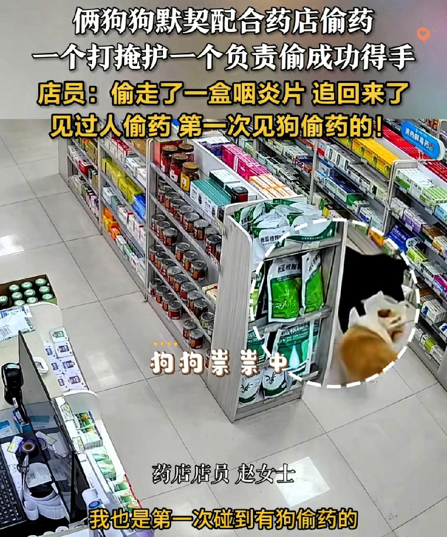 长沙两只狗狗直接上演了一场“默契偷药大戏”，一个打掩护一个叼药，手法比人还溜！